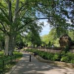 Prospect Park Wetland