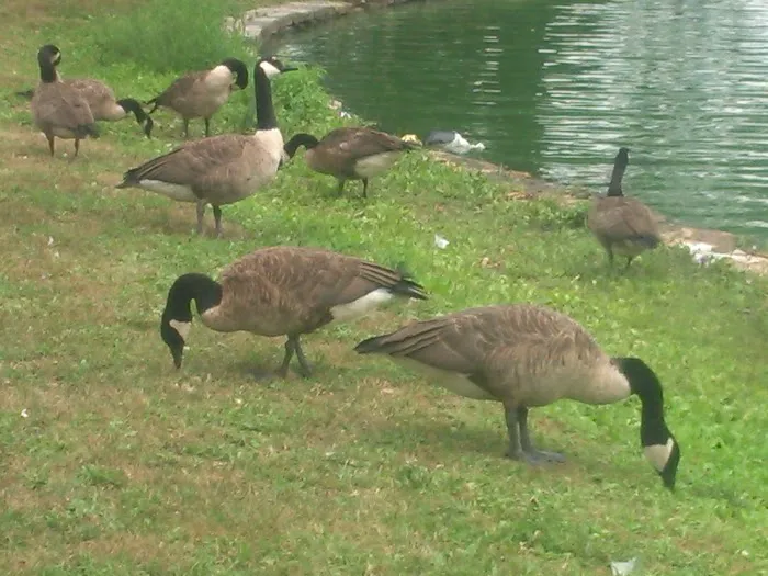 Prospect Park Wetland Picture 6