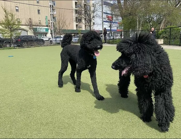 Kensington Dog Run Picture 3