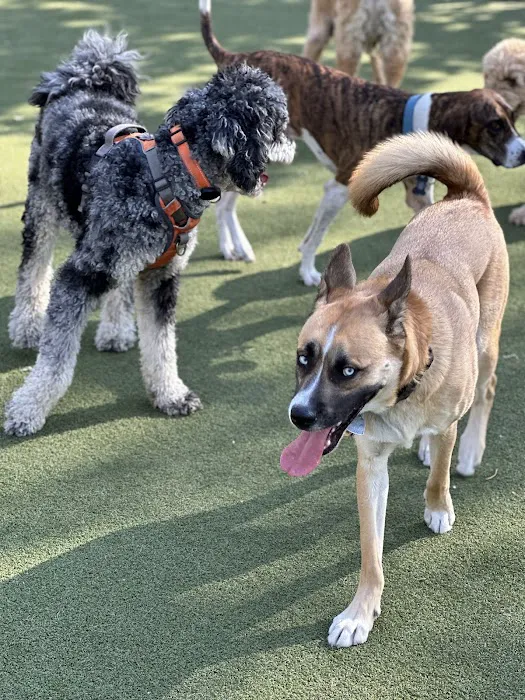 Kensington Dog Run Picture 2