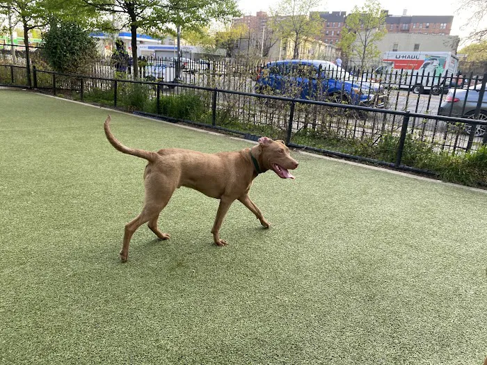 Kensington Dog Run Picture 6