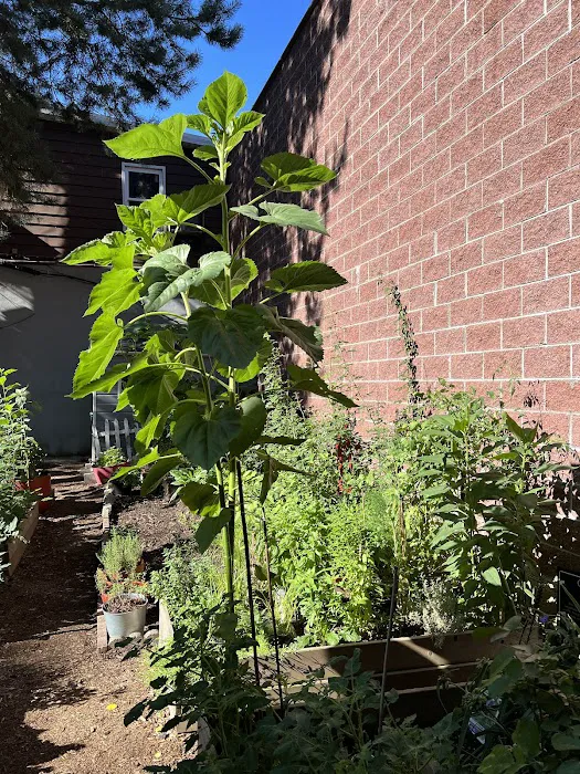 Long Island City Community Garden Picture 7