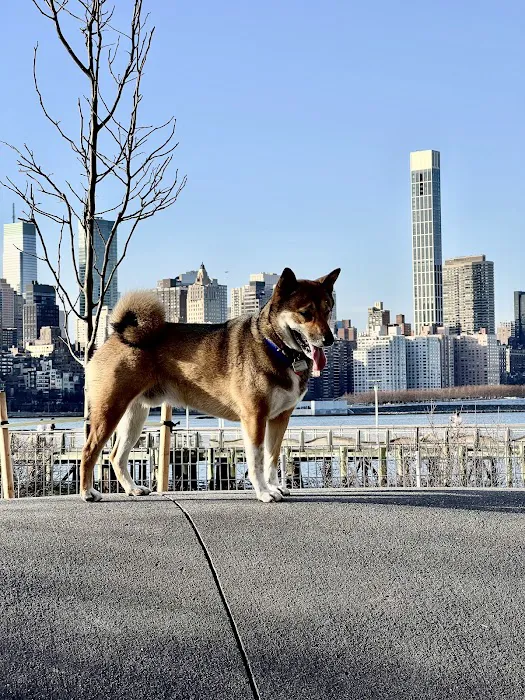 Hunter's Point South Dog Run Picture 6
