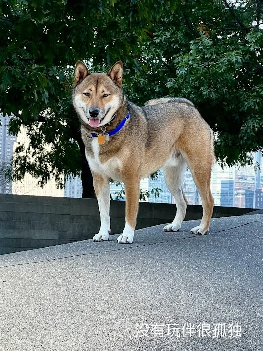 Gantry Big Dog Park Picture 2