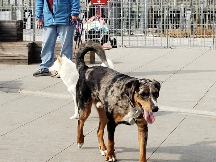 Gantry Big Dog Park Picture 8