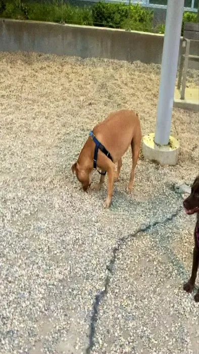 Dog Park Of Gantry Plaza State Park Picture 2