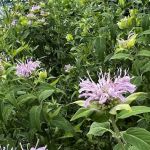 50 Kent - Bushwick Inlet Park
