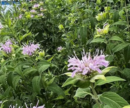 50 Kent - Bushwick Inlet Park
