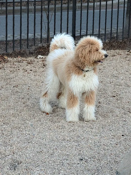 Marsha P. Johnson State Park Dog Run Picture 6
