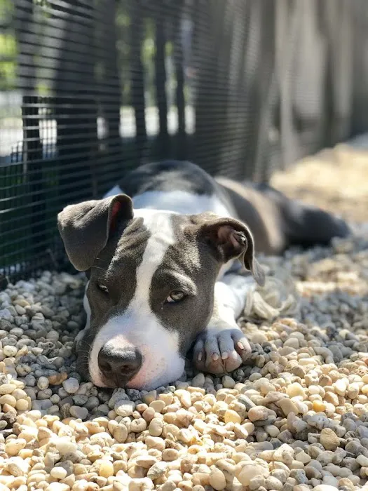 Marsha P. Johnson State Park Dog Run Picture 1