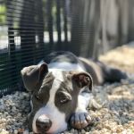 Marsha P. Johnson State Park Dog Run