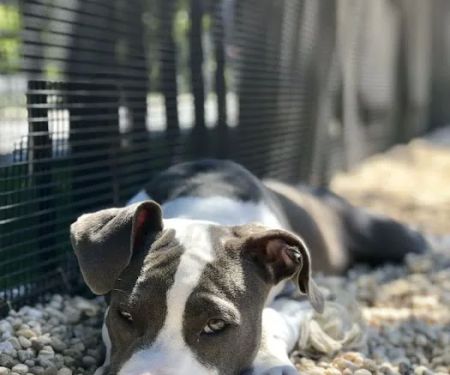 Marsha P. Johnson State Park Dog Run