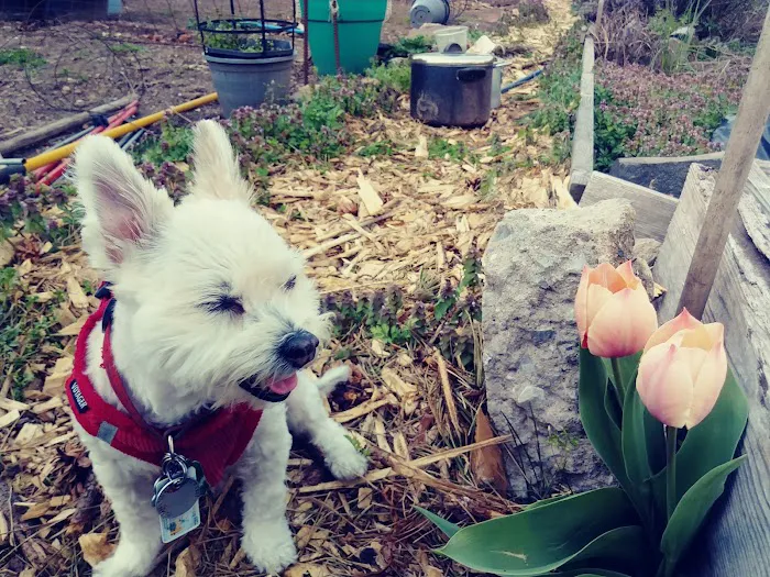 Hart to Hart Community Garden Picture 4