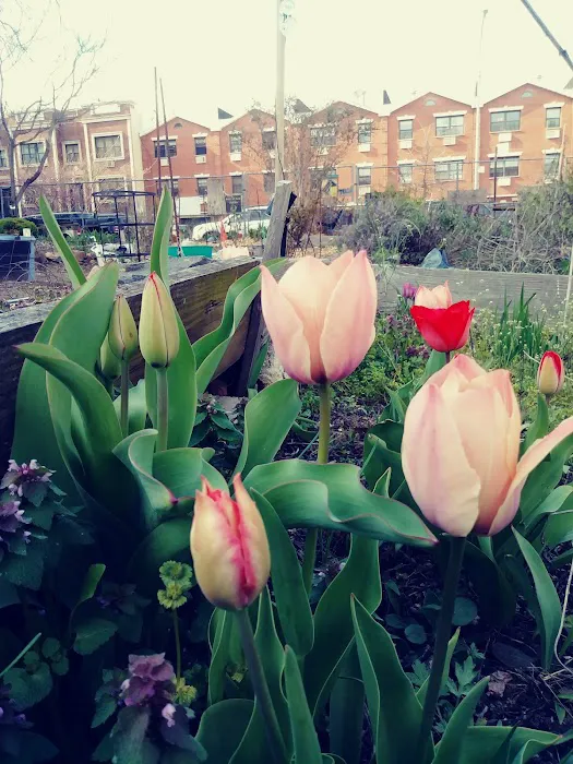 Hart to Hart Community Garden Picture 2
