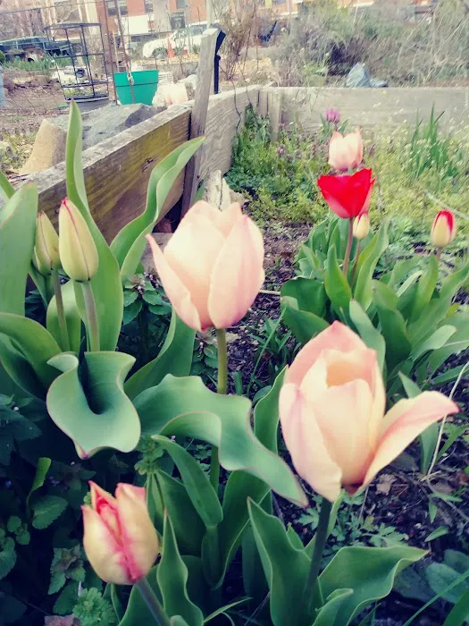 Hart to Hart Community Garden Picture 5