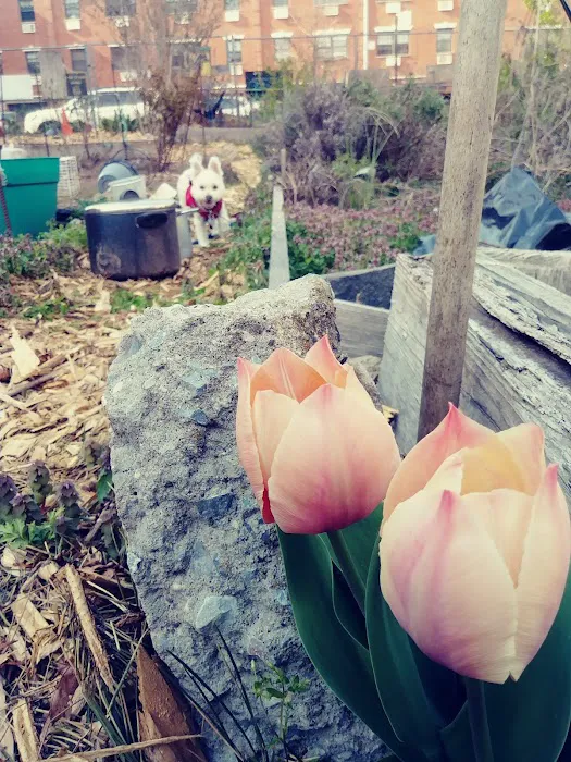 Hart to Hart Community Garden Picture 6