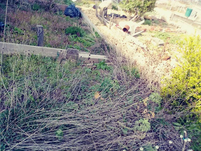 Hart to Hart Community Garden Picture 10