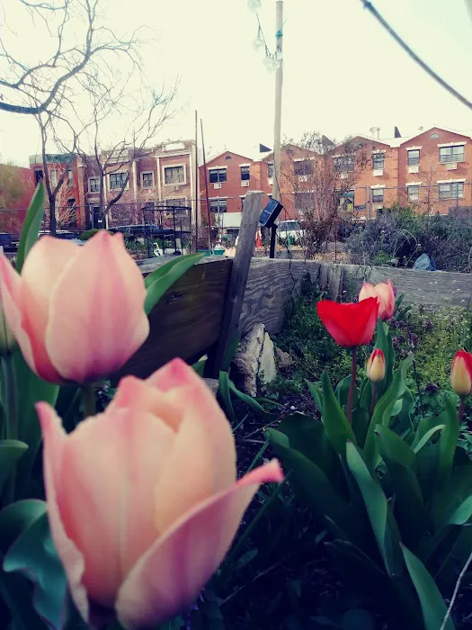 Hart to Hart Community Garden Picture 7