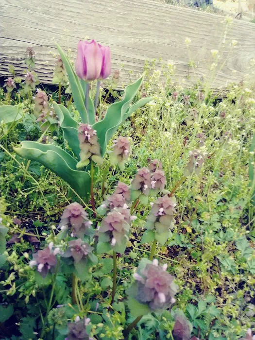 Hart to Hart Community Garden Picture 1