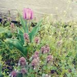 Hart to Hart Community Garden