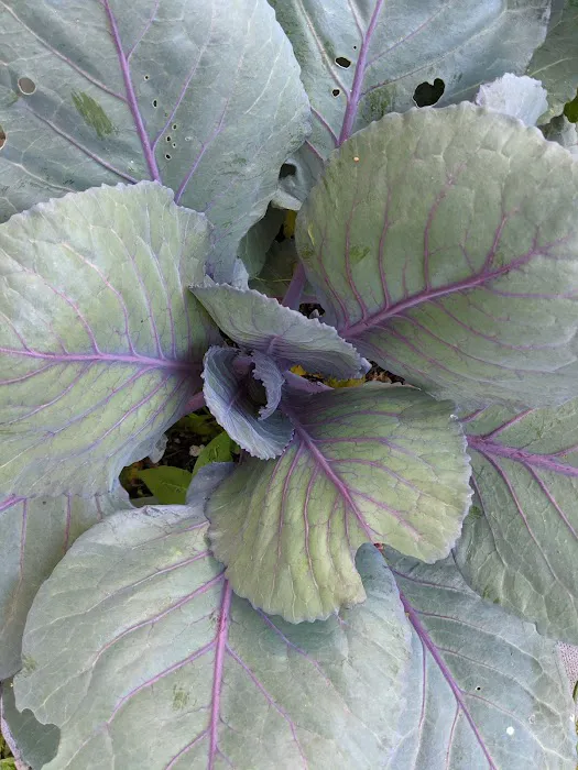 First Quincy Street Community Garden Picture 5