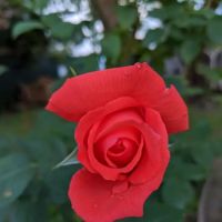 First Quincy Street Community Garden ico