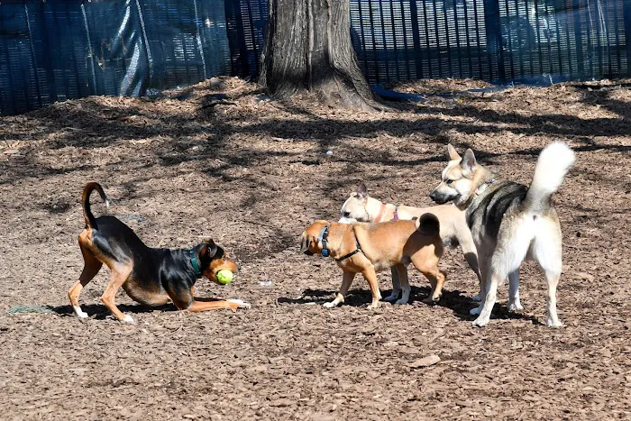 Herbert Von King Park Dog Run Picture 1