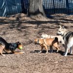 Herbert Von King Park Dog Run