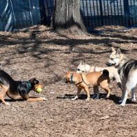 Herbert Von King Park Dog Run ico