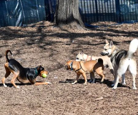 Herbert Von King Park Dog Run