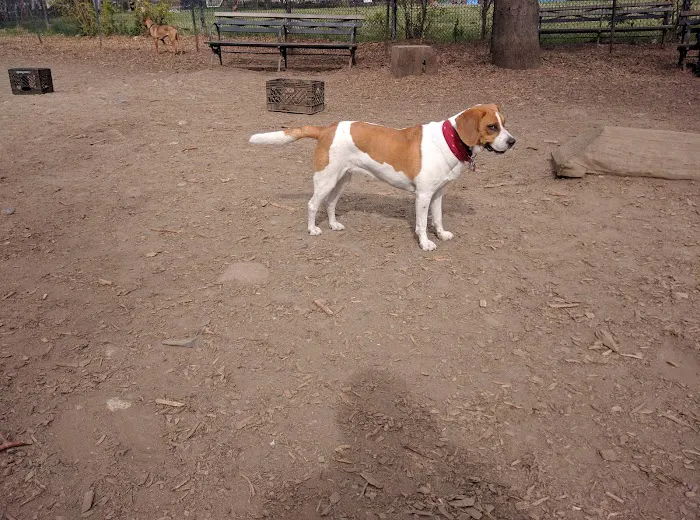 Herbert Von King Park Dog Run Picture 5