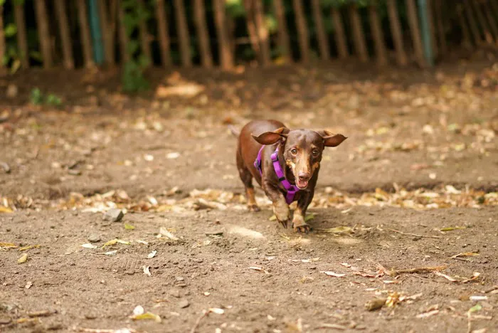 Herbert Von King Park Dog Run Picture 10