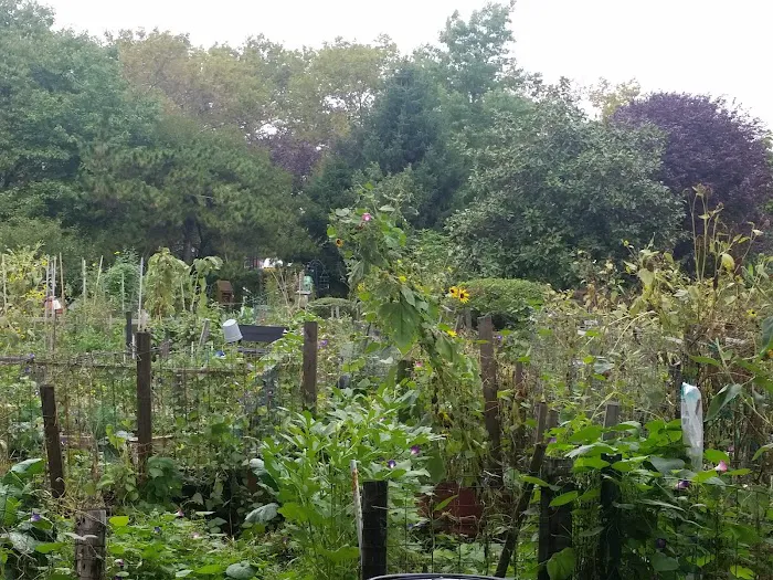 Hattie Carthan Community Garden Picture 9