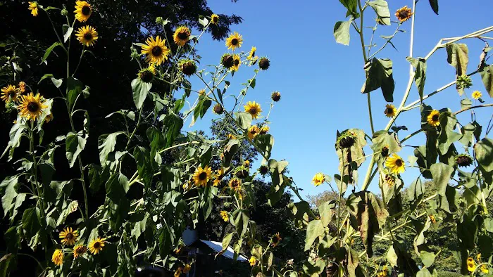 Hattie Carthan Community Garden Picture 6