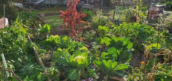 Hattie Carthan Community Garden Picture 3