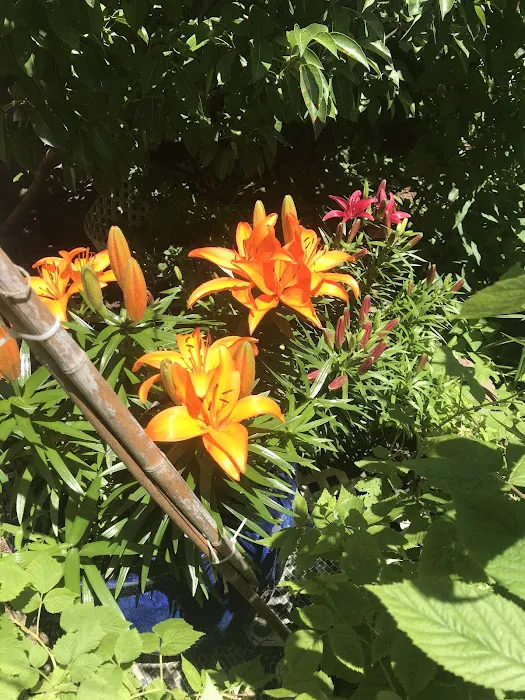 Shiloh Garden Picture 9