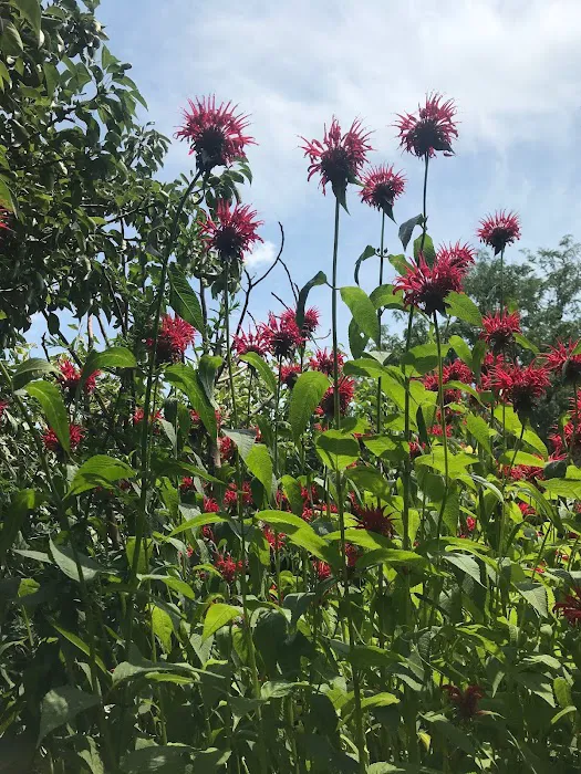 Shiloh Garden Picture 7