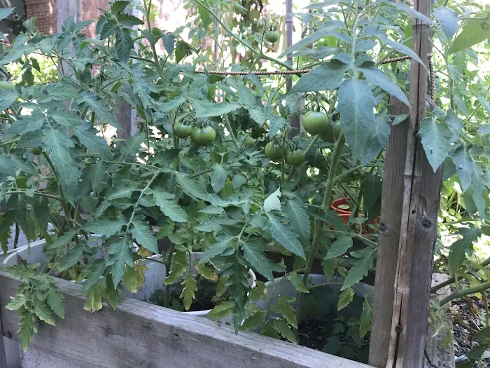 Shiloh Garden Picture 3