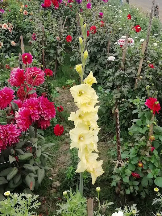 462 Halsey Community Farm Picture 9