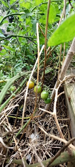 462 Halsey Community Farm Picture 2