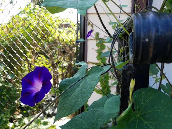 Imani Community Garden Picture 6