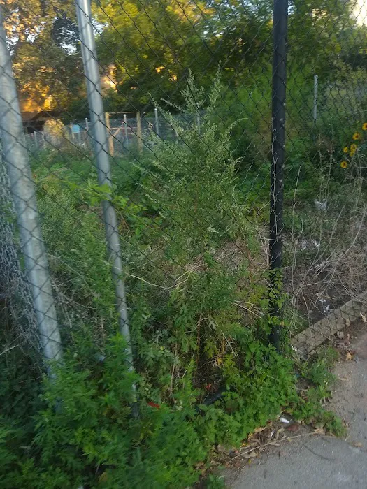 Imani Community Garden Picture 4