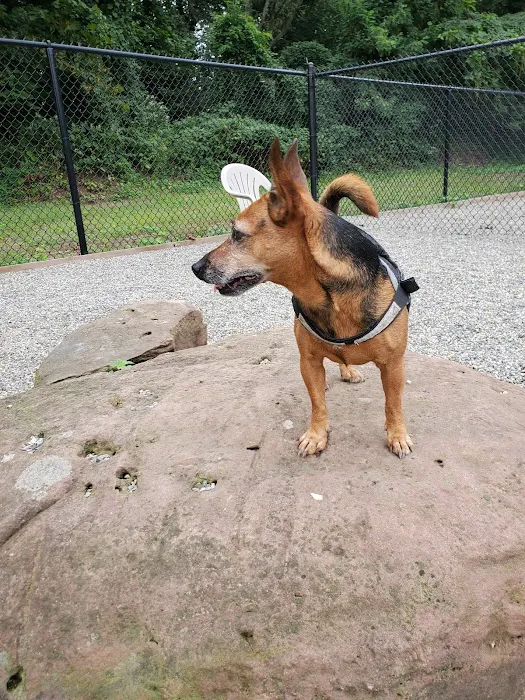 Bergenfield Dog Park Picture 3