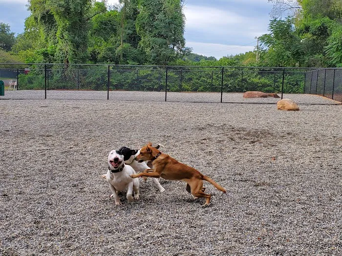 Bergenfield Dog Park Picture 8