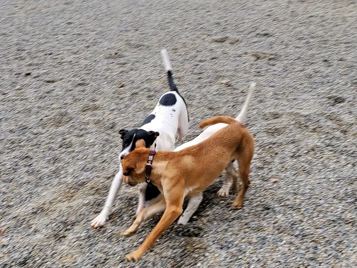 Bergenfield Dog Park Picture 10