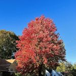 Dr.Barnett's Bookstaver Park