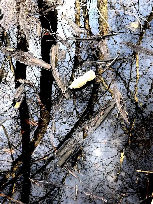 Old Croaker County Park Picture 3