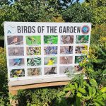 Butterfly garden