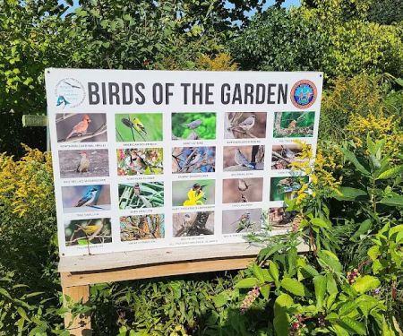 Butterfly garden