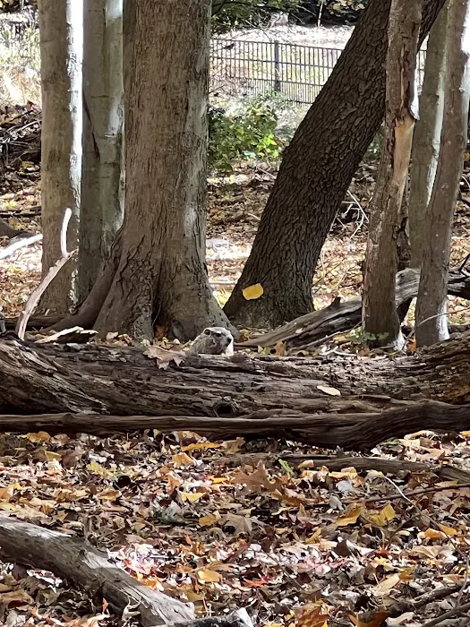 New Milford Woods - Nature Trail Picture 1